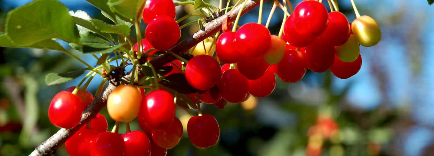 Alberta Cherries