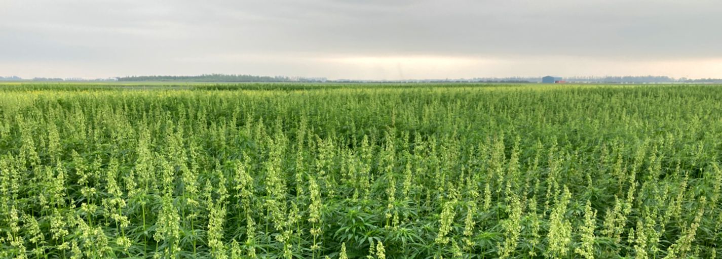 Alberta Hemp