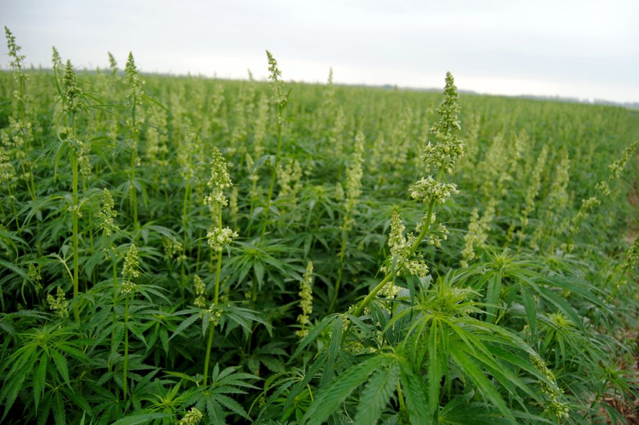 Hemp Meristem Information Resources